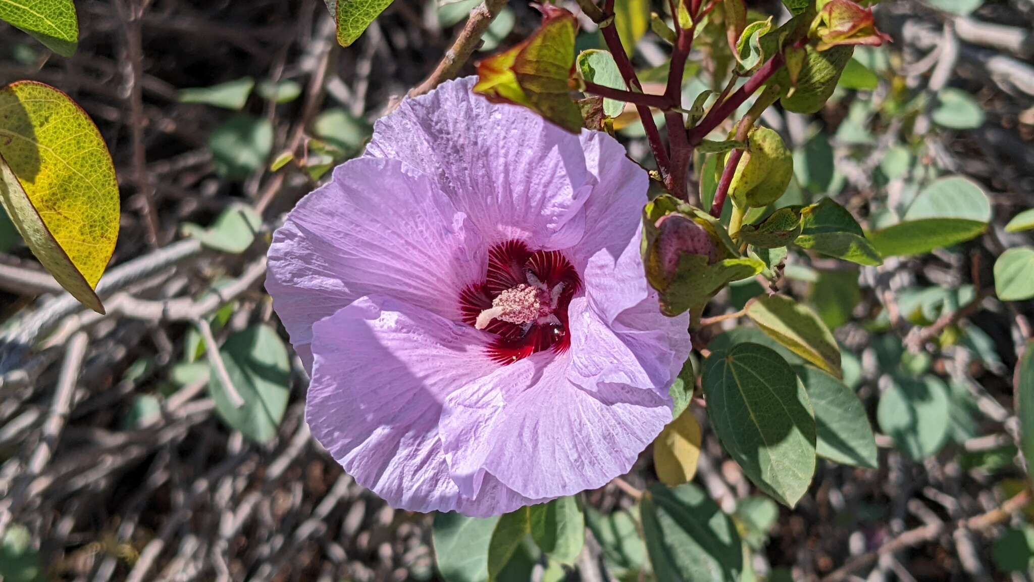 Image of Sturt's desert rose