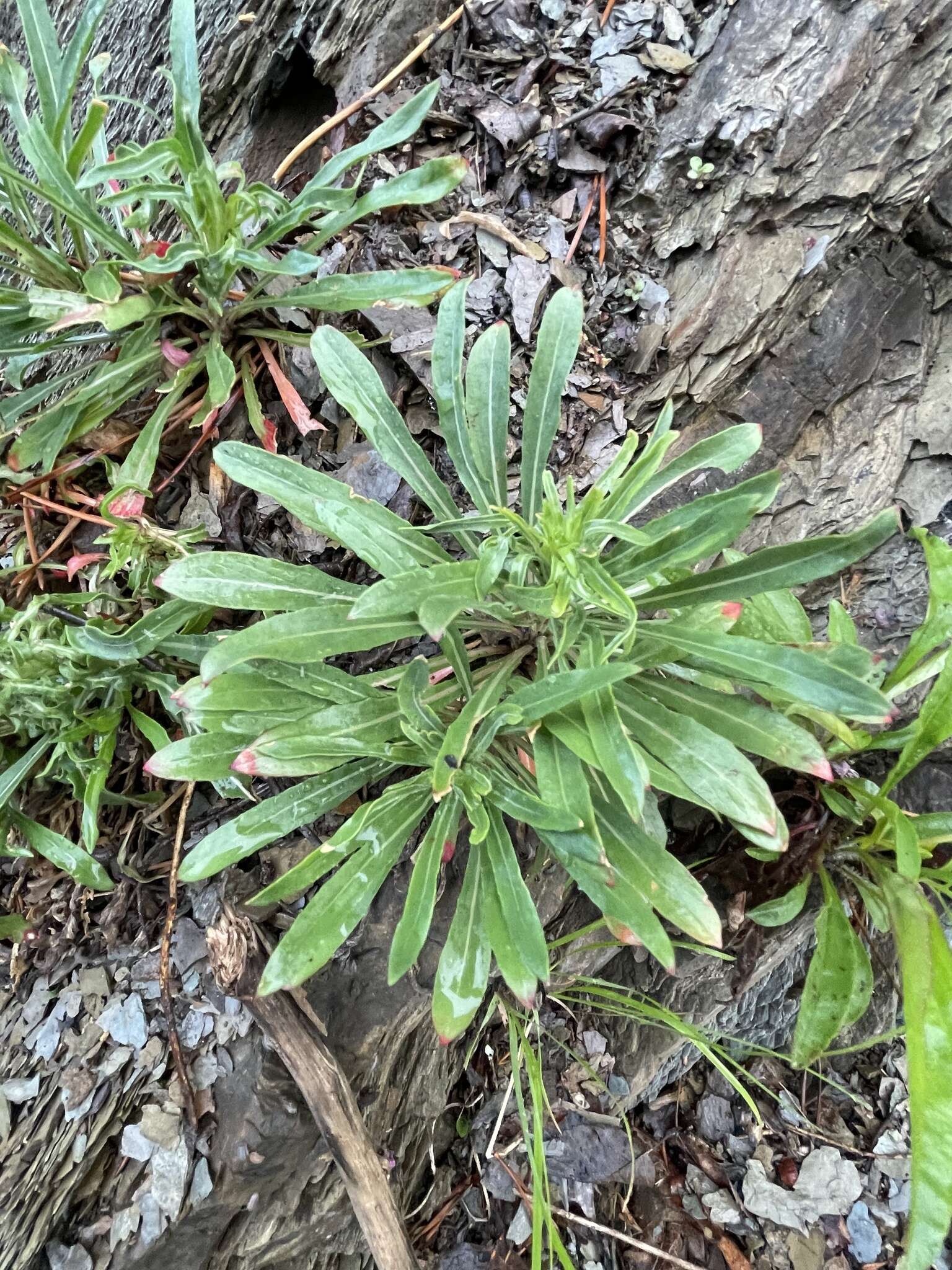 Oenothera argillicola Mackenzie的圖片