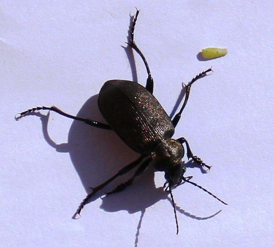 Calosoma (Campalita) chlorostictum Dejean 1831 resmi