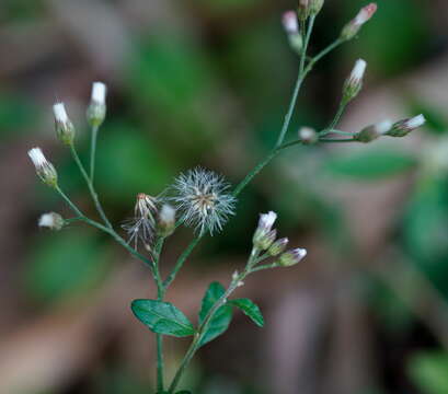 Sivun Cyanthillium cinereum var. parviflorum (Reinw. ex Bl.) Karthik. & Moorthy kuva