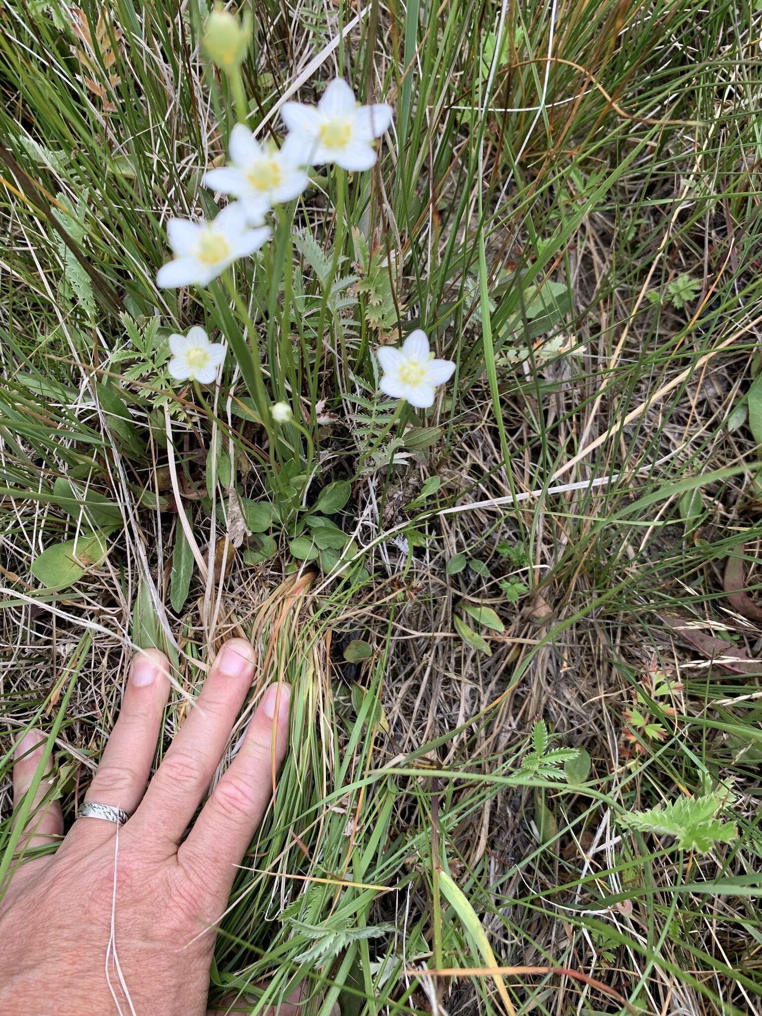 Image de Parnassia palustris var. parviflora (DC.) Boivin