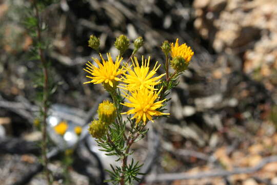 Image of Pteronia camphorata L.