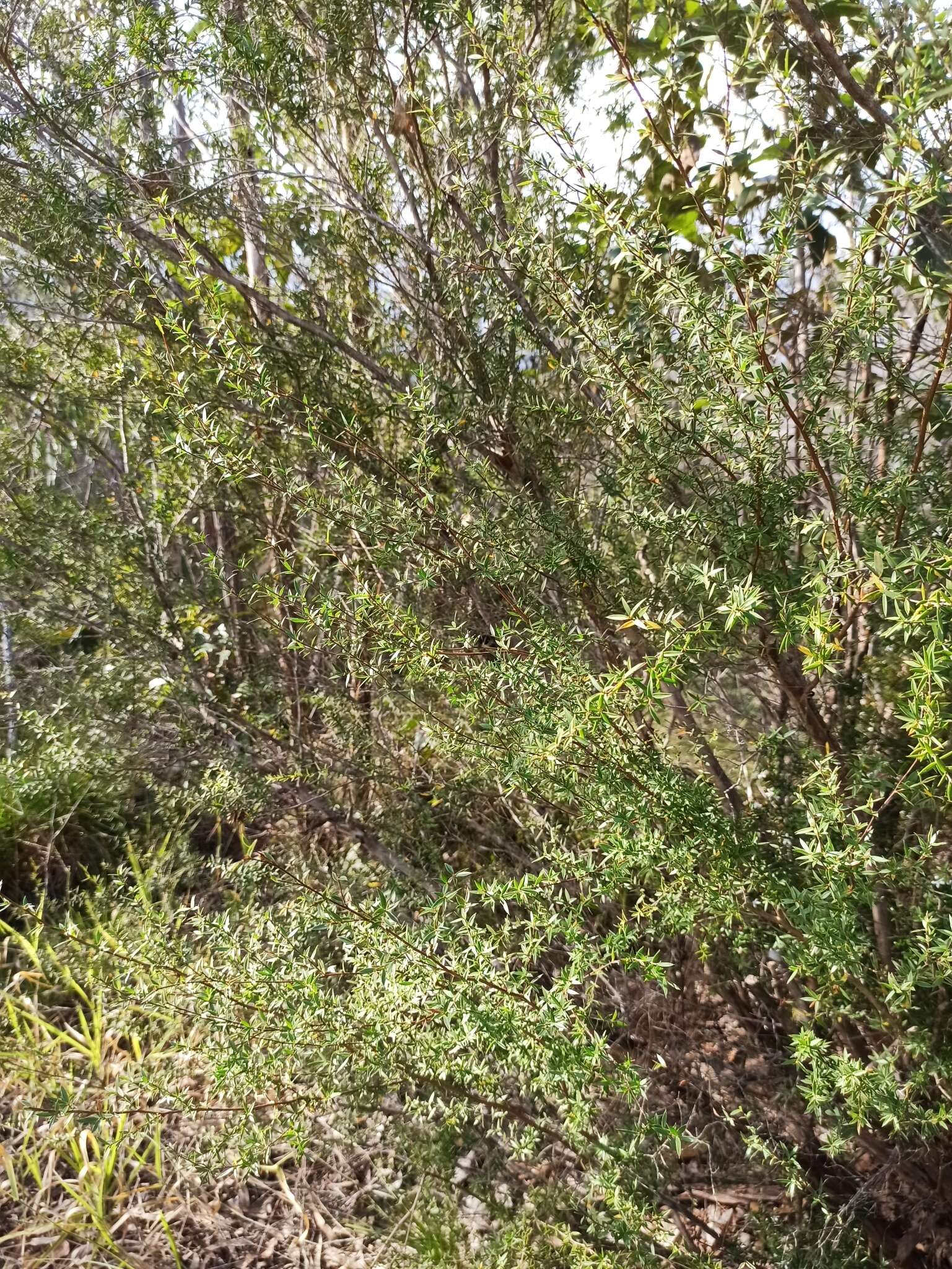 Image de Leptospermum microcarpum Cheel