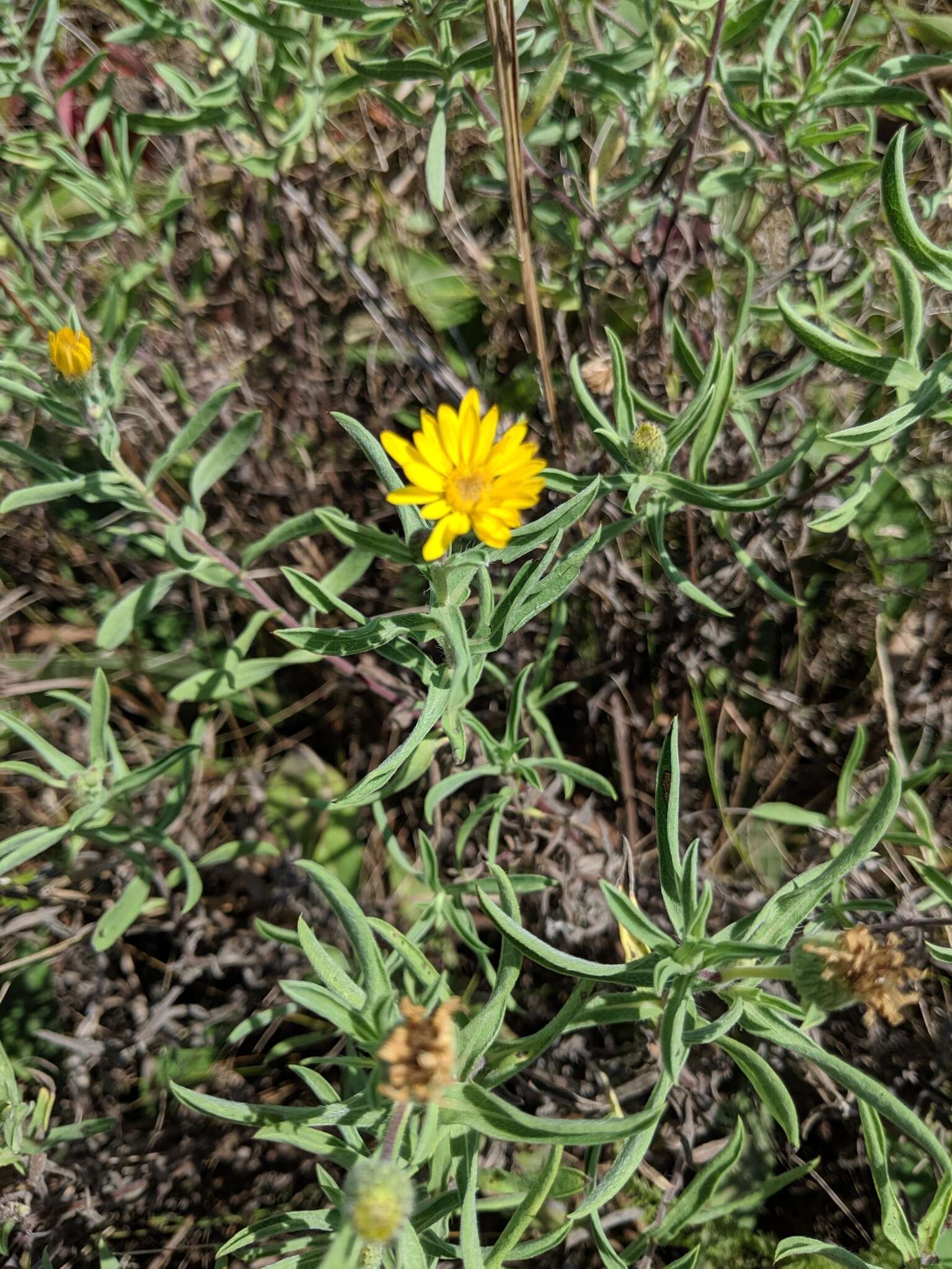 Image of lemonyellow false goldenaster