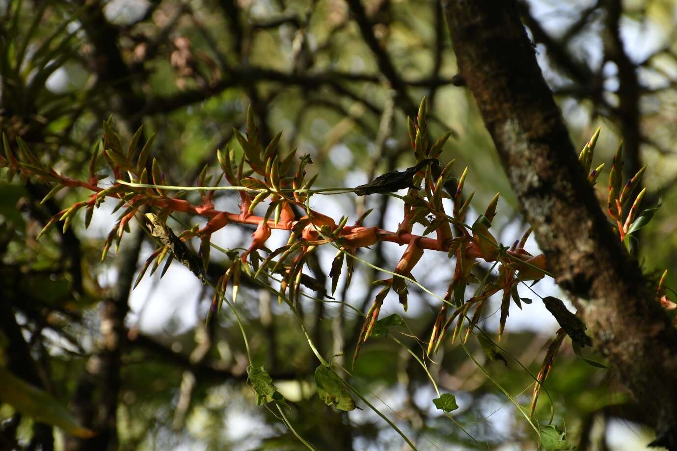 Image of Tillandsia excelsa Griseb.