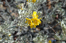 Слика од <i>Senna artemisioides</i> subsp. <i>helmsii</i>