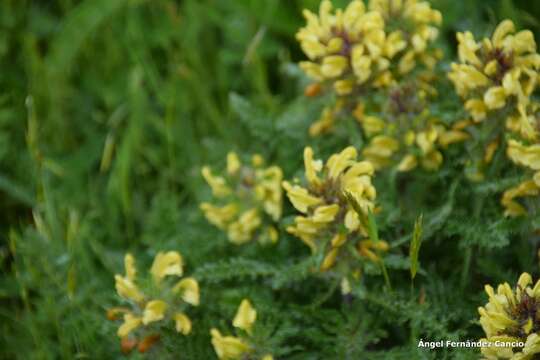 Image of Pedicularis schizocalyx (Lange) Steininger