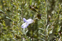 Image of Emu Bush