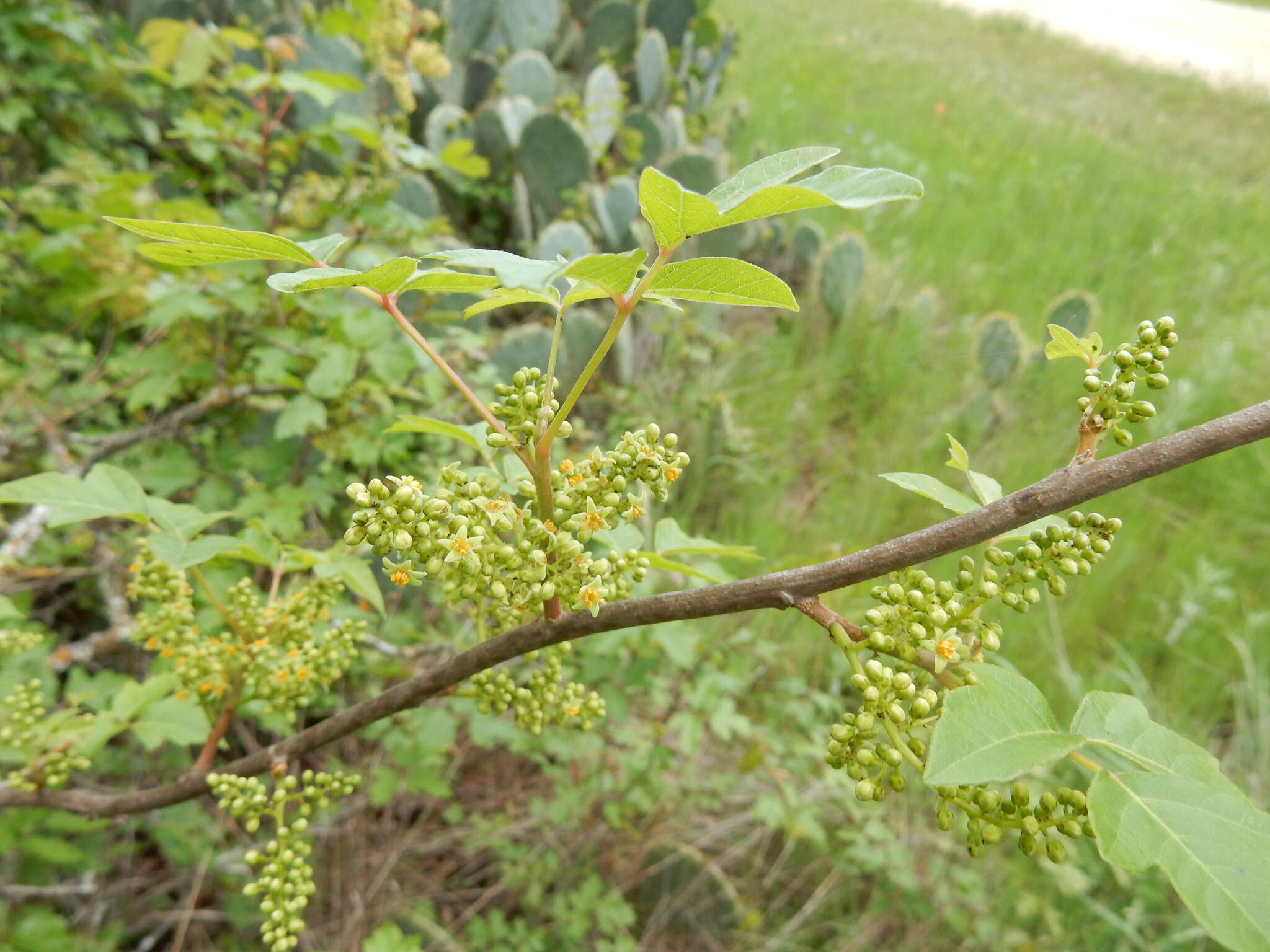 Image of eastern poison ivy