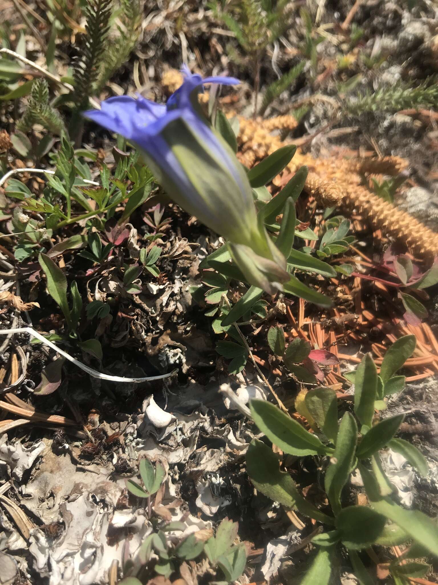 Image of Parry's gentian