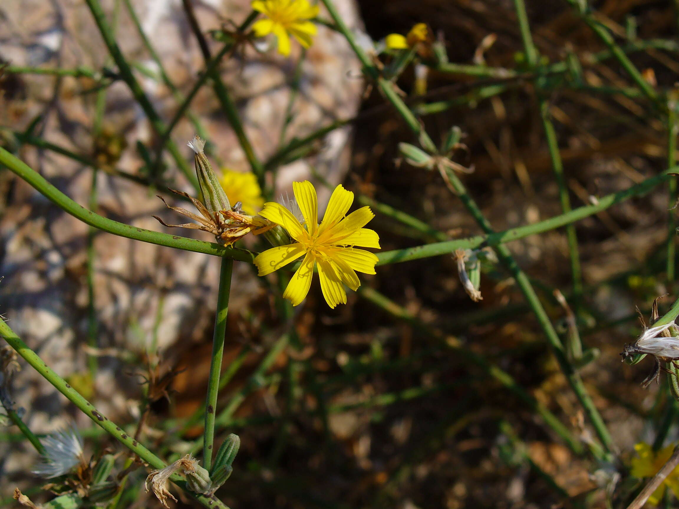 Image of chondrilla