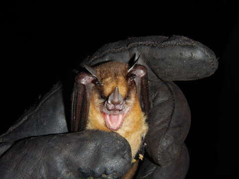 Image of Tilda's Yellow-shouldered Bat