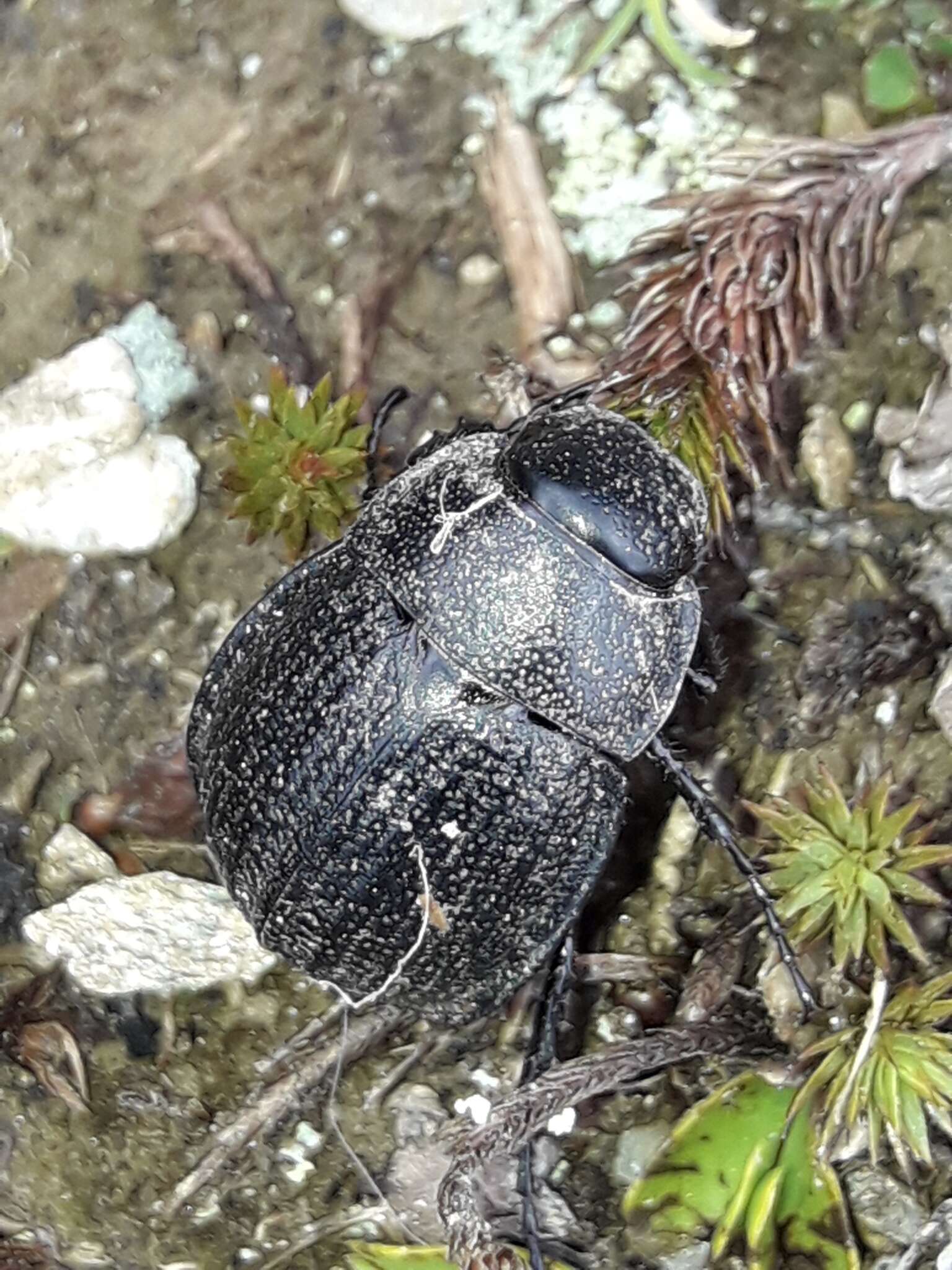 Imagem de Scythrodes squalidus Broun 1886