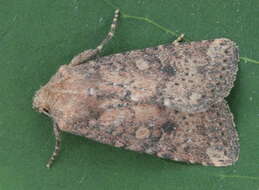 Image of Northern Scurfy Quaker Moth