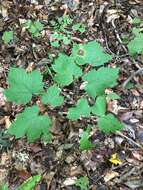 Image of Appalachian bugbane