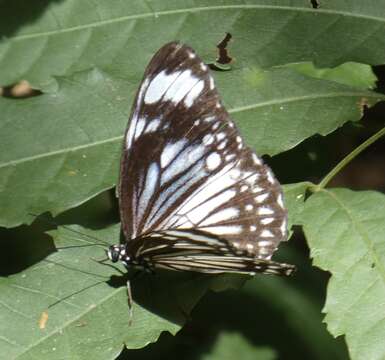 Imagem de Zethera pimplea Erichson 1834