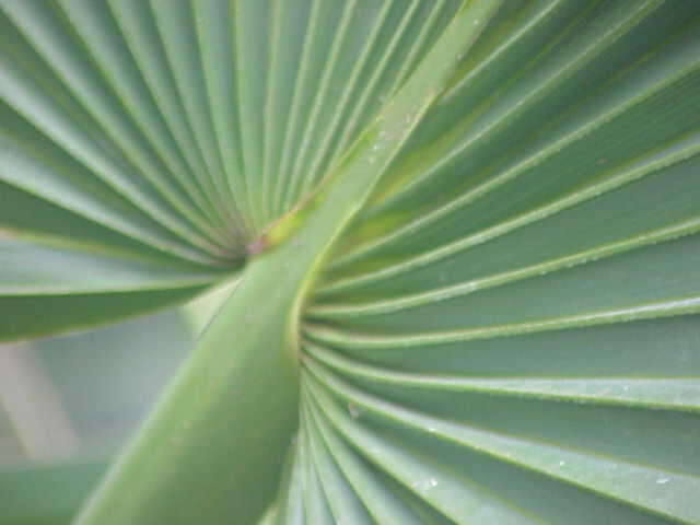 Image of dwarf palmetto