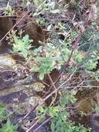 Image of Barnouf