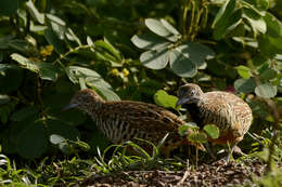 Image of Barred Buttonquail