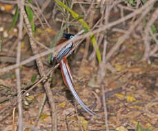 Image de Gobemouche paradis malgache