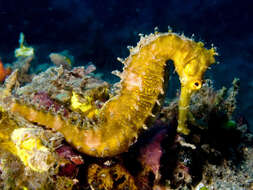 Image of Spiny Seahorse