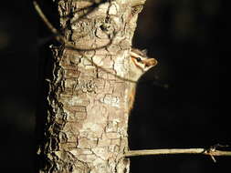 Image of Durango Chipmunk