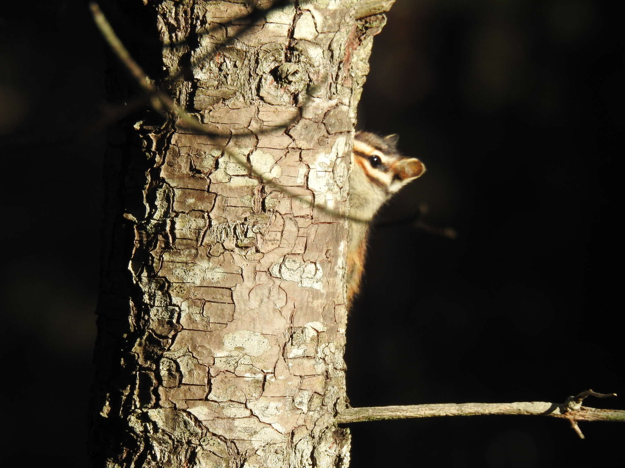 Image of Durango Chipmunk