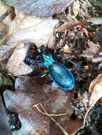 Image of Blue Ground Beetle