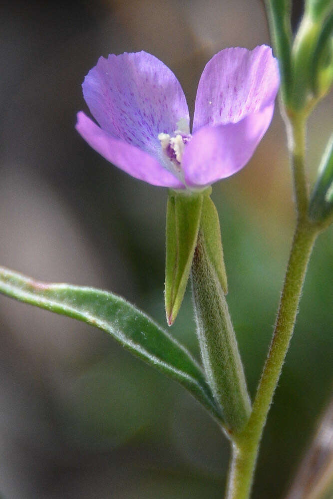 Imagem de Clarkia affinis H. & M. Lewis