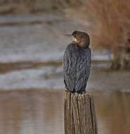 Image of Pygmy Cormorant