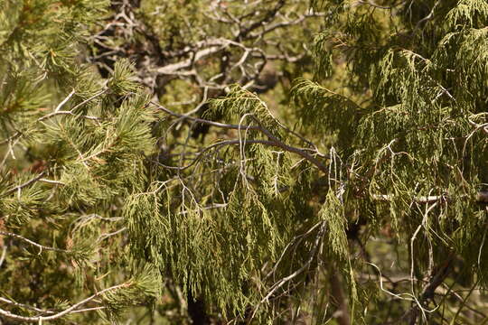 Image of Juniperus flaccida var. flaccida