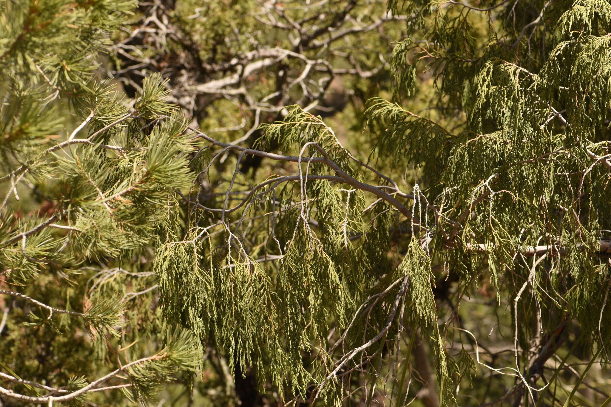 صورة Juniperus flaccida var. flaccida