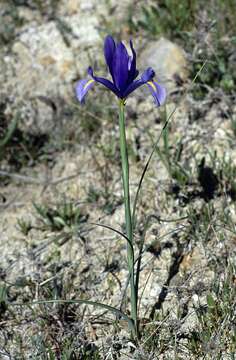 Image of Iris filifolia Boiss.