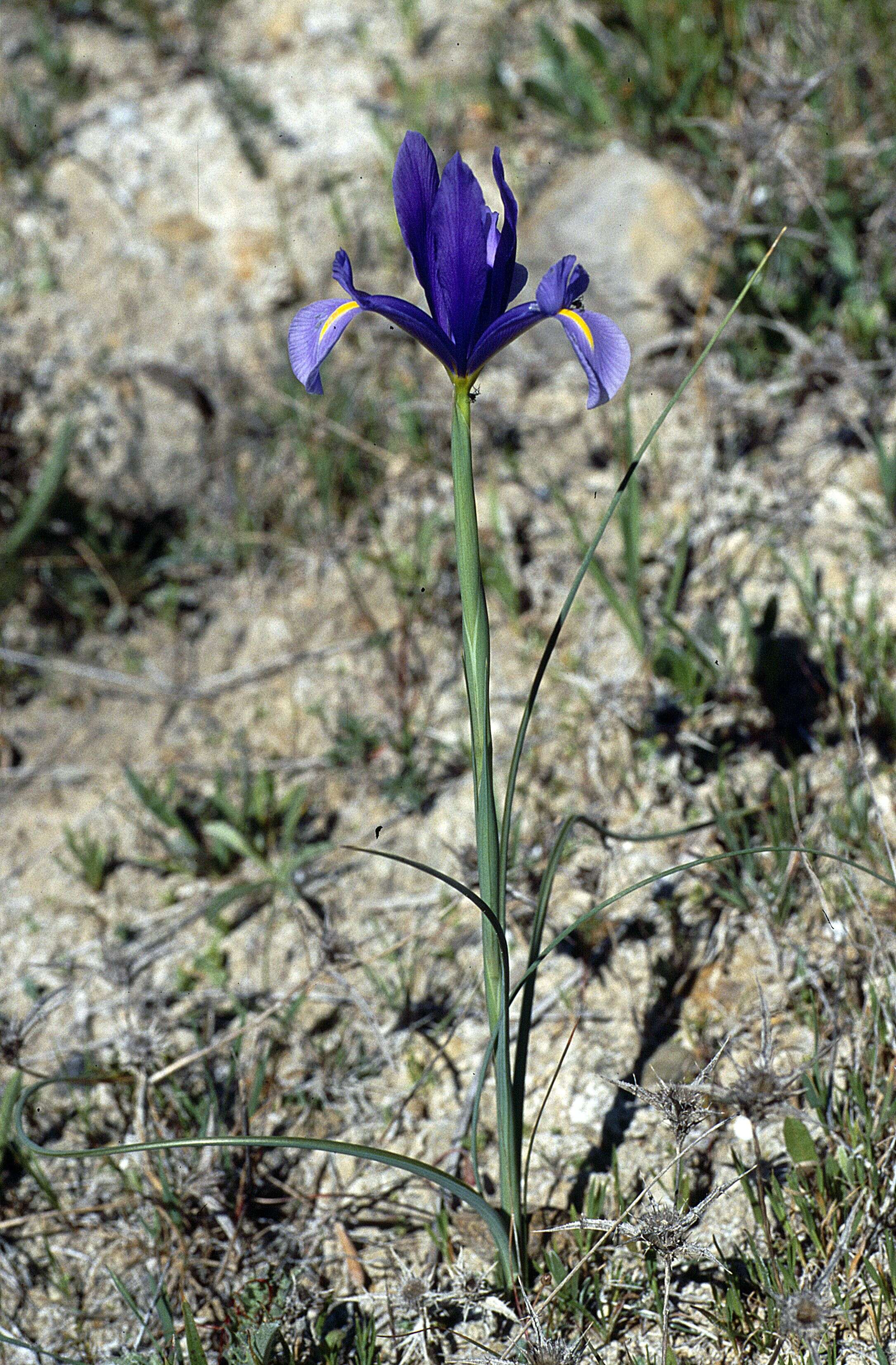 صورة Iris filifolia Boiss.