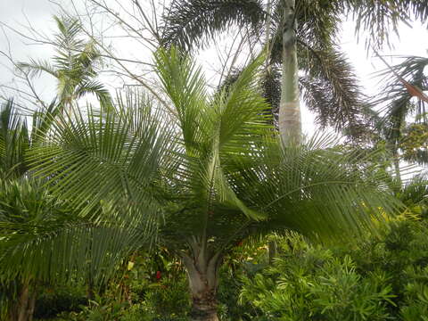 Image of Majestic Palm