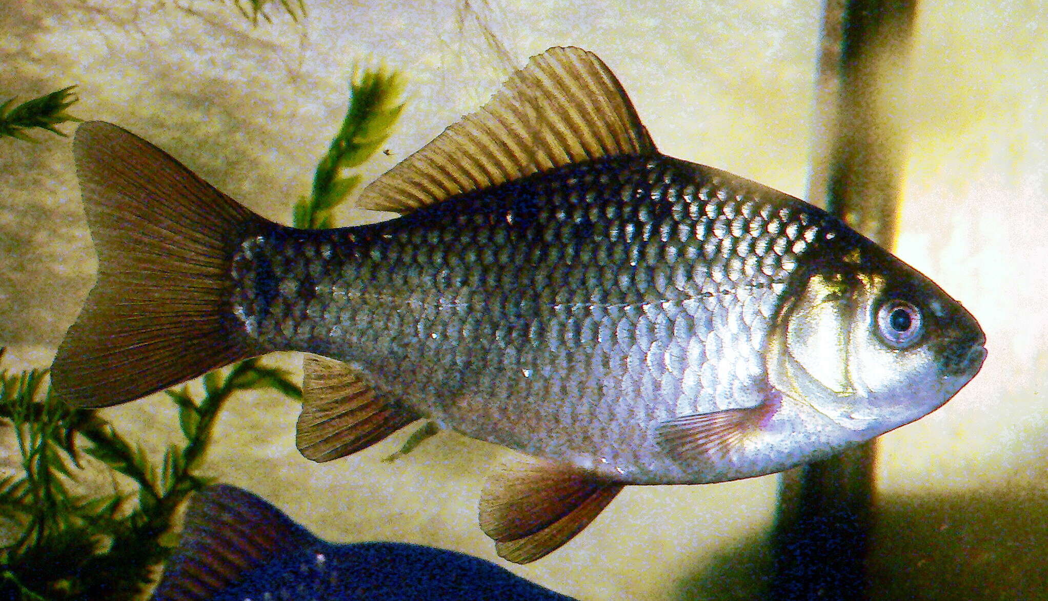 Image of Crucian Carp