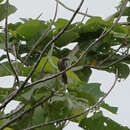 Image of Streak-headed Honeyeater