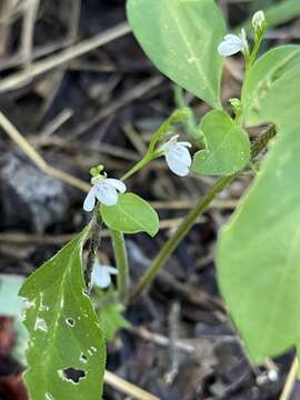 Image of Justicia matammensis Oliv.