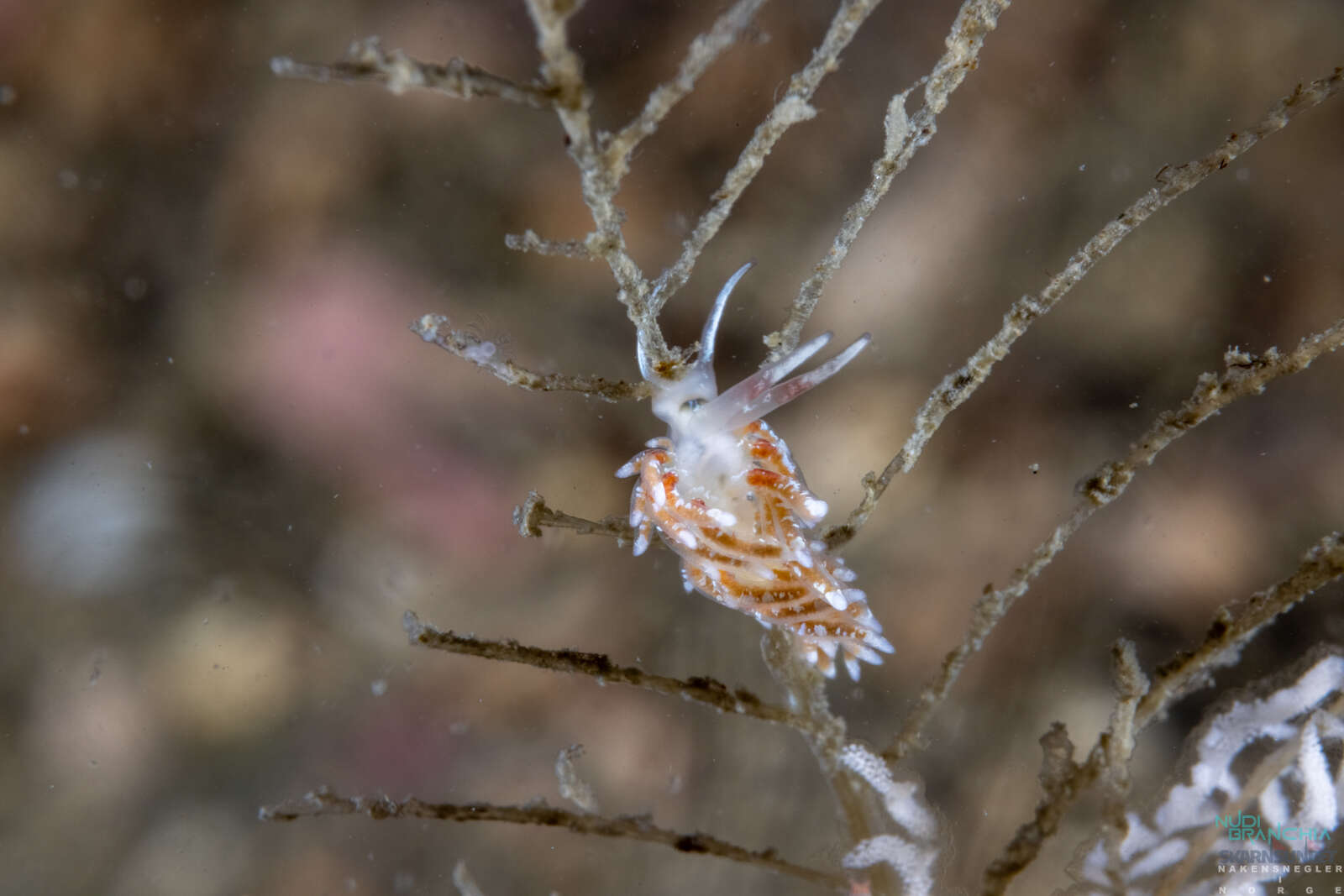 Image of Rubramoena rubescens (Picton & G. H. Brown 1978)