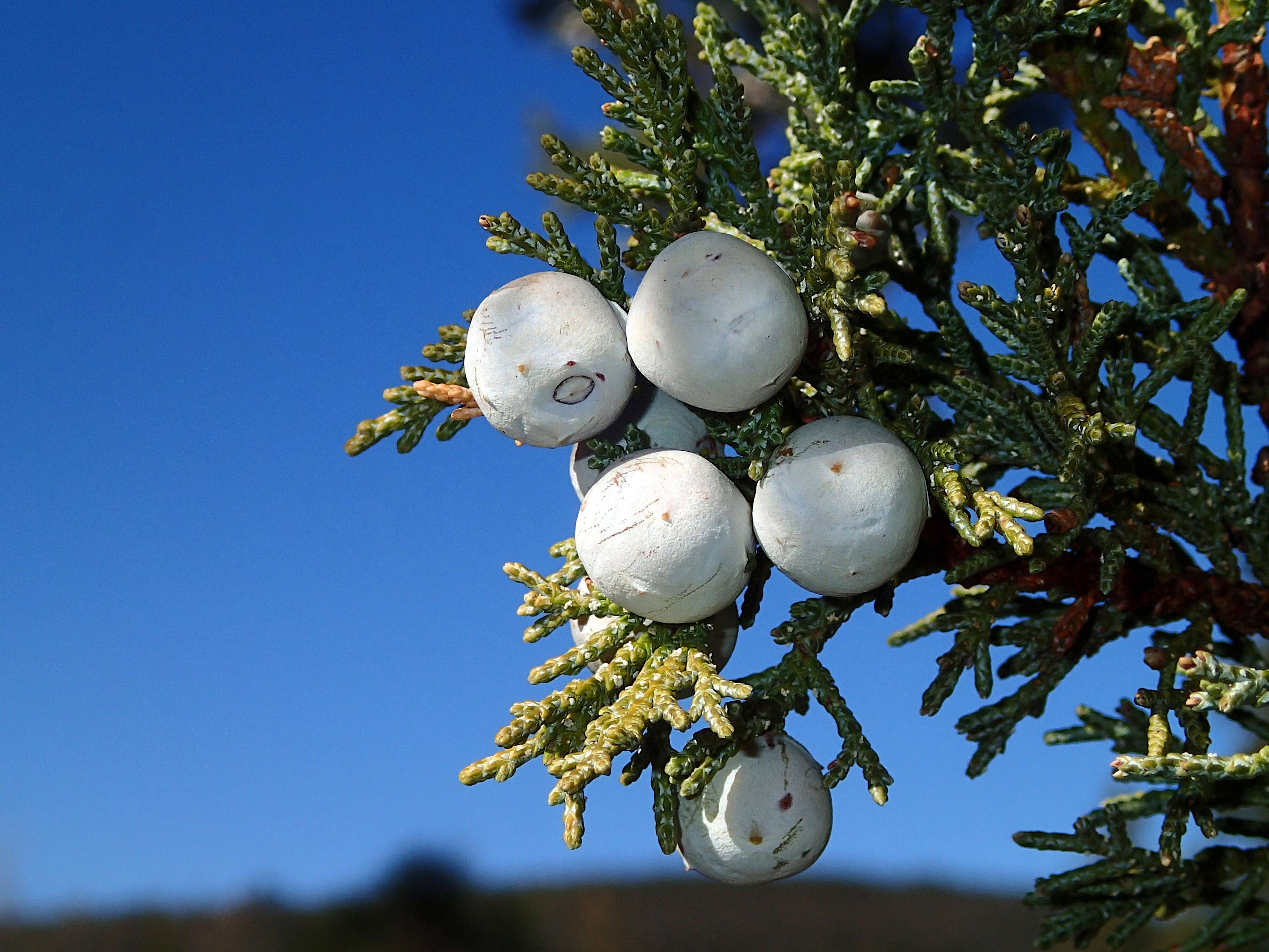 Juniperus deppeana Steud. resmi