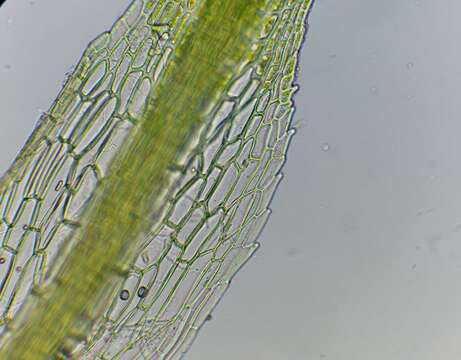 Image of eucladium moss