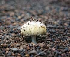 Image de Coprinellus bipellis (Romagn.) P. Roux, Guy García & Borgarino 2006