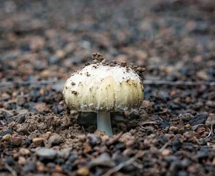 Image of Coprinellus bipellis (Romagn.) P. Roux, Guy García & Borgarino 2006