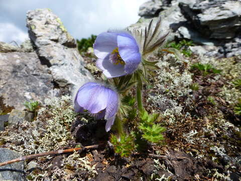 Imagem de Pulsatilla tatewakii Kudo