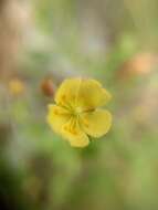 Image of Crocanthemum patens (Hemsl.)