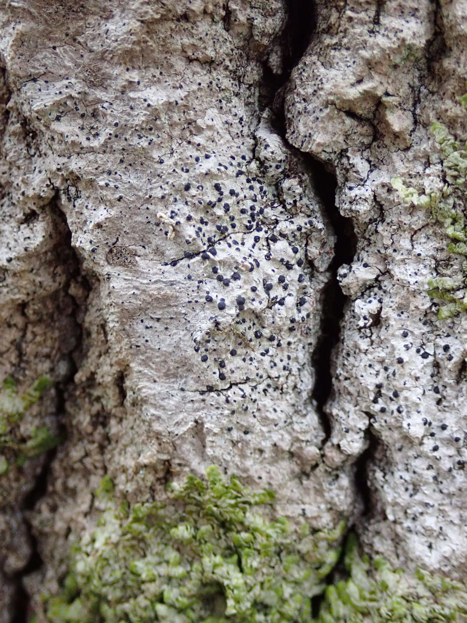 Image of acrocordia lichen
