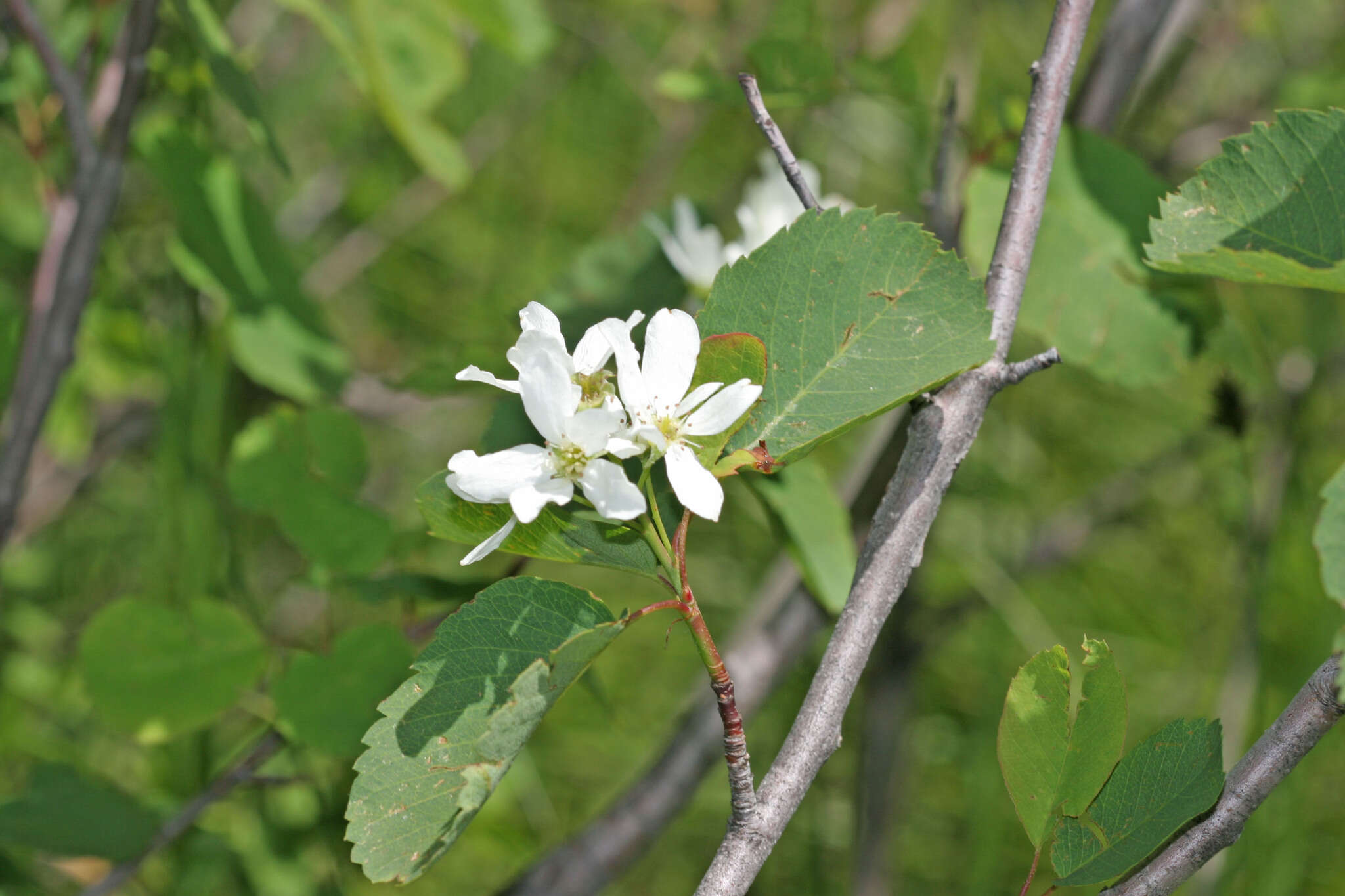 Image de Amelanchier alnifolia subsp. alnifolia