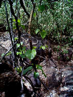 Image of Tinospora fragosa (Verdoorn) Verdoorn & Troupin