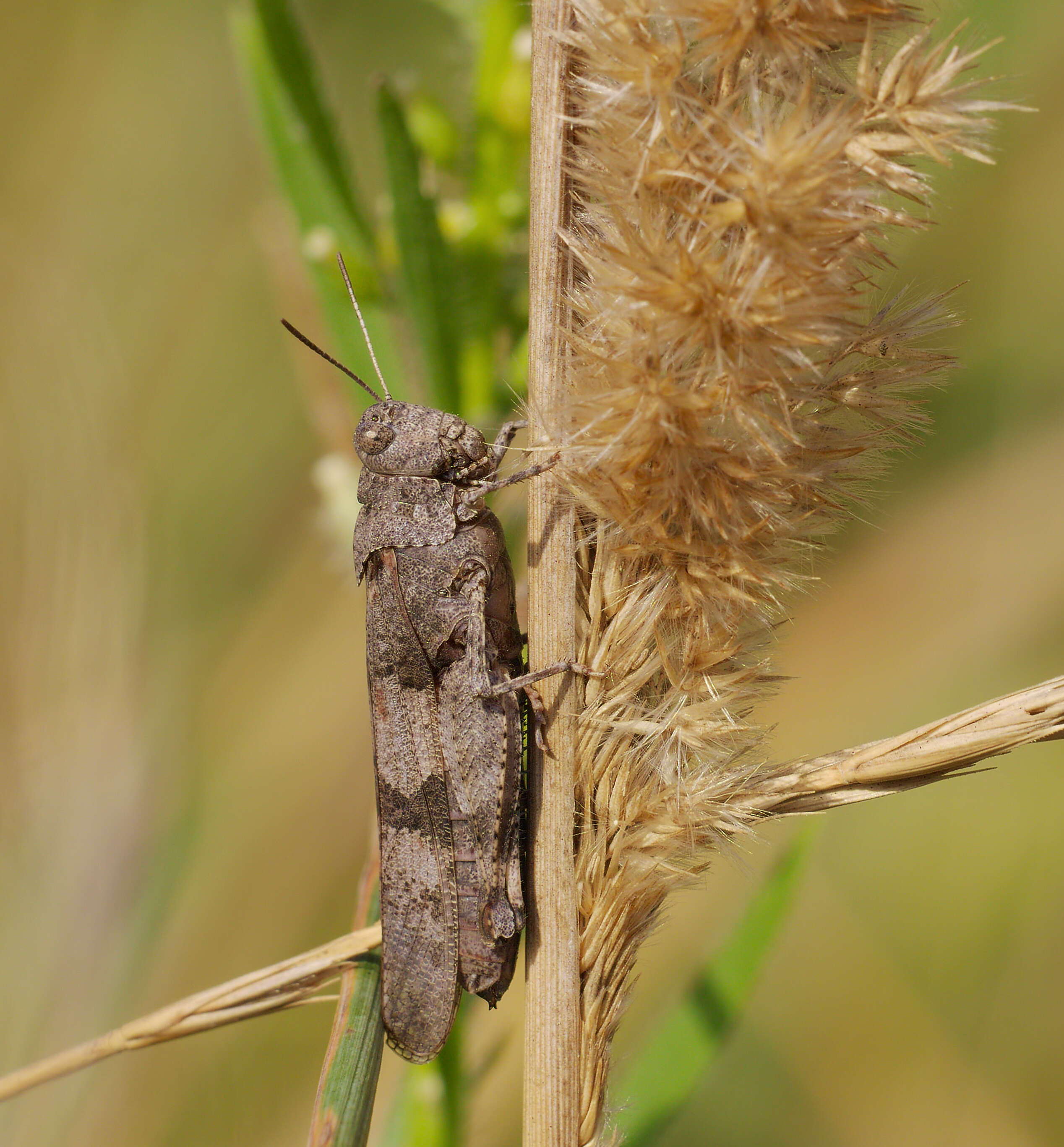 Image of blue-winged grasshopper