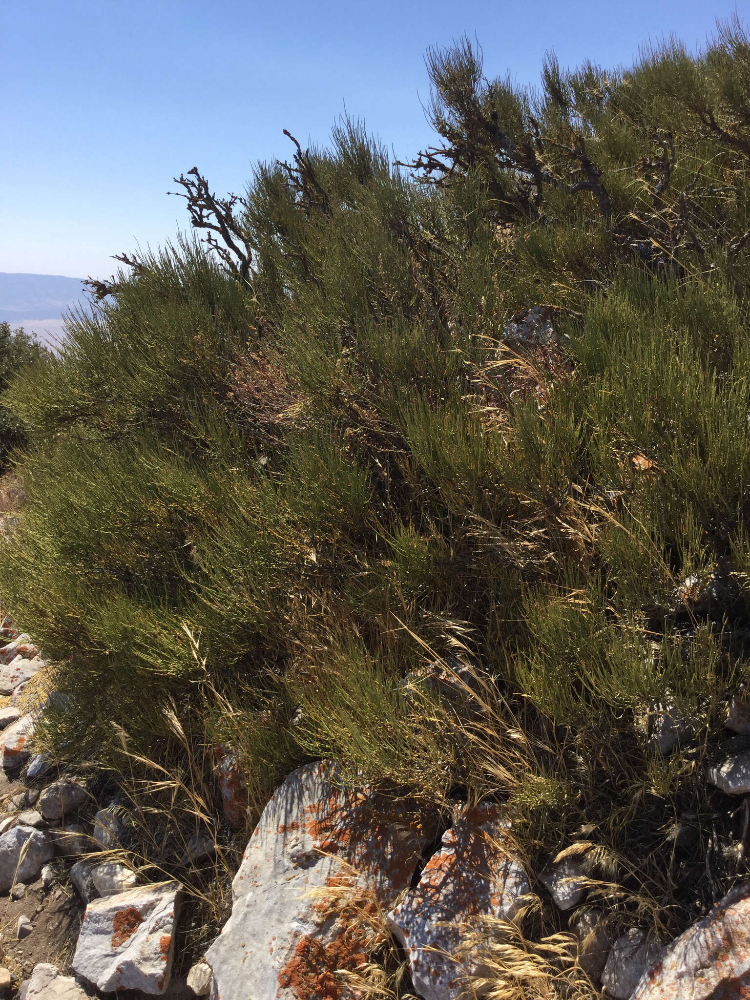 Image of Green Ephedra